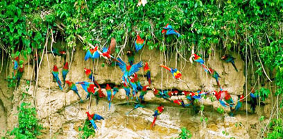 Chuncho Clay Lick of Tambopata