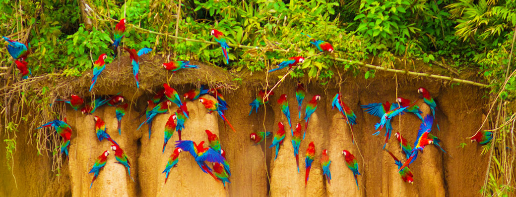 Blanquillo Macaw Clay Lick