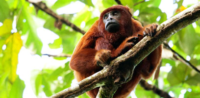 Red Howler Monkey