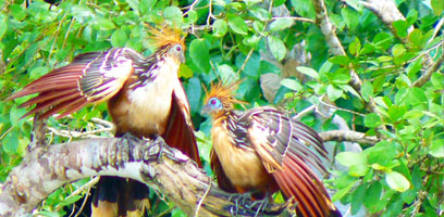 Hoatzin Stink Birds at Lake Machuhuasi