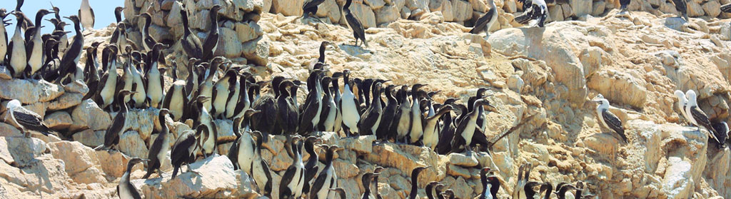 Ballestas Islands