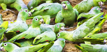 Manu Parrot Clay Lick