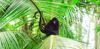 Spider Monkey in Puerto Maldonado